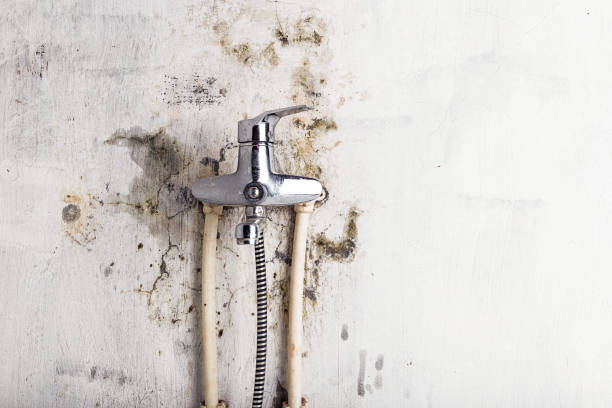 Best Mold Removal Company Near Me  in Camano, WA