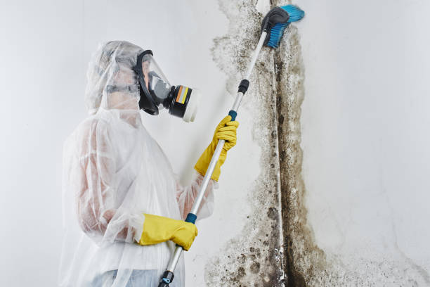 Best Commercial Mold Removal  in Camano, WA