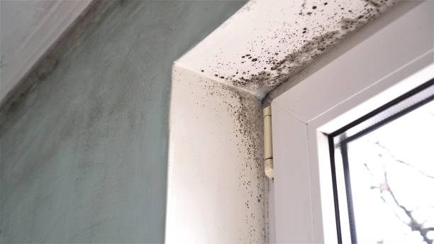 Best Attic Mold Removal  in Camano, WA