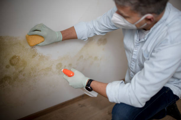 Best Mold Damage Repair  in Camano, WA