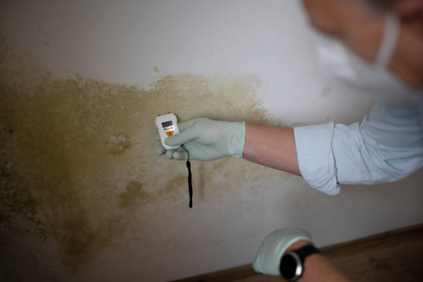 Best Local Mold Removal Service  in Camano, WA