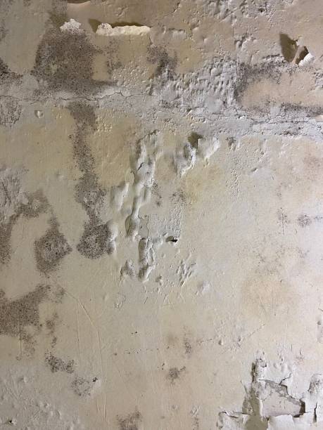 Best Best Mold Removal Companies  in Camano, WA