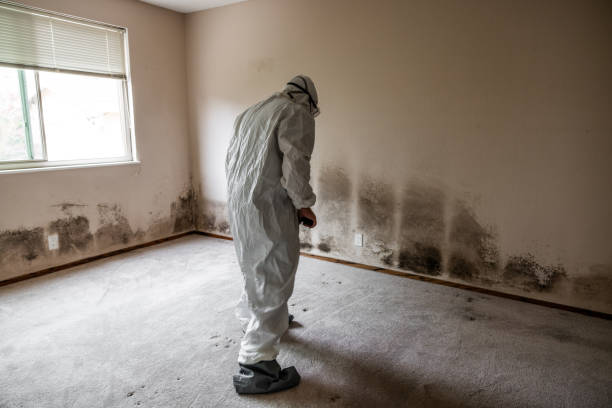 Professional Mold Removal in Camano, WA