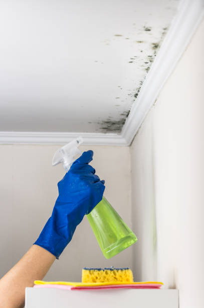 Best Home Mold Removal  in Camano, WA